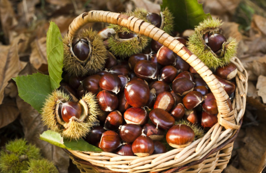 GIORNATA CASTAGNATA E NATURA NEL PARCO DEL CURONE!